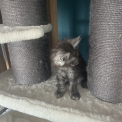 Chat Maine Coon proposé par l’élevage Chatterie du Ciel d'Emeraude.