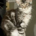 Maine Coon disponible en Haute-Garonne
