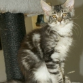 Maine Coon disponible en Haute-Garonne