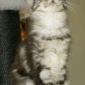Chat Maine Coon proposée par l’élevage Chatterie de la croix Lorraine.