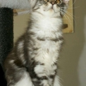 Chaton Maine Coon de race – prix 1000 €.