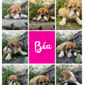 Bulldog Continental chiot vendu 1150 €