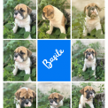Adoption chiot Bulldog Continental au prix de 1150 €