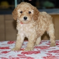 Chiot Caniche Nain � vendre au prix de 1600 � vaccin� et identifi�.