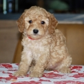 Chiot d'apparence de race Caniche Nain � adopter.