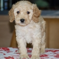 Ce petite m�le Caniche Nain propos� � l'achat est n� le 02/05/2026.