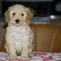 Chiot Caniche Nain � vendre au prix de 1600 � vaccin� et identifi�.