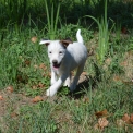 Parson Russell Terrier disponible en Haute-Vienne