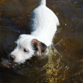Parson Russell Terrier disponible en Haute-Vienne