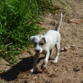 Chiot Parson Russell Terrier de race en région Nouvelle-Aquitaine.