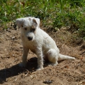 Chiot Parson Russell Terrier de race – prix 1400 €.