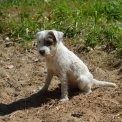 Chiot Parson Russell Terrier de race – prix 1400 €.