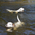 Chien Parson Russell Terrier proposé par l’élevage Du Jardin d'Inuko.