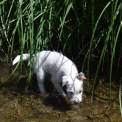 Chien Parson Russell Terrier proposé par l’élevage Du Jardin d'Inuko.
