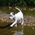 Chien Parson Russell Terrier proposé par l’élevage Du Jardin d'Inuko.