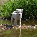 Chiot Parson Russell Terrier de race – prix 1400 €.