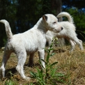 Parson Russell Terrier disponible en Haute-Vienne