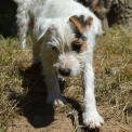 Parson Russell Terrier disponible en Haute-Vienne