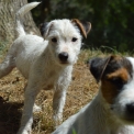 Chiot Parson Russell Terrier de race  en région Nouvelle-Aquitaine.