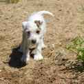 Chiot Parson Russell Terrier de race – prix 1400 €.