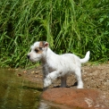 Chiot Parson Russell Terrier de race – prix 1400 €.