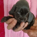 Chiot d'apparence de race Cocker Anglais Spaniel � adopter.