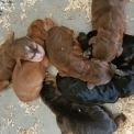 Acheter Cocker Anglais Spaniel bébé pour 1700 €