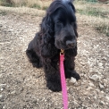Chiot d'apparence de race Cocker Anglais Spaniel � adopter.