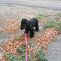 Chiot Cocker Anglais Spaniel � vendre au prix de 1200 � vaccin� et identifi�.