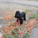 Ce petite m�le Cocker Anglais Spaniel propos� � l'achat est n� le 08/02/2026.