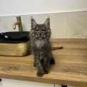 Chaton Maine Coon de race – prix 1700 €.