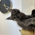 Chaton Maine Coon de race  en région Occitanie.
