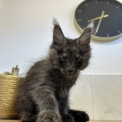 Maine Coon disponible en Aveyron