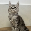 Chat Maine Coon proposée par l’élevage CHATTERIE DES 100 VALLEES.