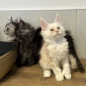 Chaton Maine Coon de race  en région Occitanie.