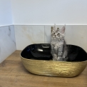 Chat Maine Coon proposée par l’élevage CHATTERIE DES 100 VALLEES.