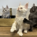 Chat Maine Coon proposé par l’élevage CHATTERIE DES 100 VALLEES.