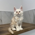 Chaton Maine Coon de race – prix 1700 €.