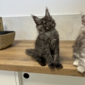Chaton Maine Coon de race – prix 1700 €.