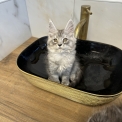Maine Coon disponible en Aveyron