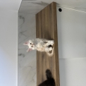 Chaton Maine Coon de race – prix 1700 €.