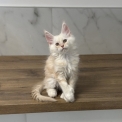 Chat Maine Coon proposé par l’élevage CHATTERIE DES 100 VALLEES.