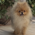 Chiot Spitz Allemand Nain de race  en région Occitanie.
