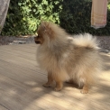 Chien Spitz Allemand Nain proposée par l’élevage CHATTERIE DES 100 VALLEES.