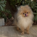 Chien Spitz Allemand Nain proposée par l’élevage CHATTERIE DES 100 VALLEES.