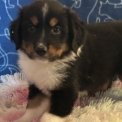 Berger américain miniature chiot vendu 1360 €