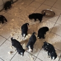 Chiot Bouvier Bernois à adopter au prix de 1800 €
