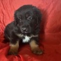 Acheter Hovawart bébé pour 1250 €
