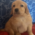Adoption chiot Hovawart au prix de 1350 €