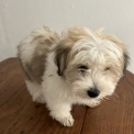 Coton de Tulear disponible dans l'Indre